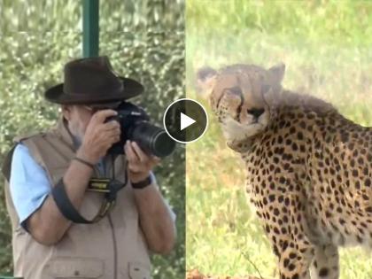 PM Modi releases 8 cheetahs in MP Kuno National Park | वेगाचा राजा...चित्ता आला! अखेर ७० वर्षांनी चित्त्यांचं भारतात पाऊल, मोदींकडून स्वागत अन् फोटोसेशन!