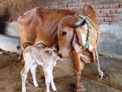 Lucky Signs: If you see any of these things in the morning, consider it a good morning! | Lucky Signs: यापैकी कोणतीही एक गोष्ट सकाळी तुमच्या नजरेस पडत असेल तर मॉर्निंग गुड झालीच म्हणून समजा!