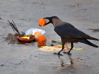 Pitru Paksha 2022: Even after Pitru Paksha, make it a habit to keep 'these' five chunk before your meal and earn merit! | Pitru Paksha 2022: पितृपक्ष झाल्यानंतरही आपल्या जेवणाआधी 'हे' पाच घास काढून ठेवण्याची सवय लावा आणि पुण्य कमवा!