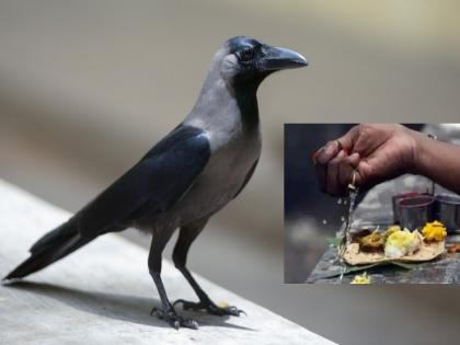 Pitru Paksha 2022: Why give so much respect to the 'crow' in Pitru Paksha? Let's look through modern perspective! | Pitru Paksha 2022: पितृपक्षात 'कावळ्यालाच' एवढा मान का? आधुनिक चष्म्यातून पाहूया!