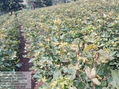 Three acres of cotton crop burnt due to pesticides agriculture department dismisses complaint | किटनाशकांमुळे जळाले तीन एकरातील कपाशीचे पीक, कृषी विभागाकडून तक्रार बेदखल