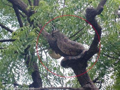 caught the python sitting on the tree Incident under the Alegaon forest area | झाडावर असलेल्या अजगराला पकडून दिले जीवदान; आलेगाव वन परिक्षेत्रांतर्गतील घटना