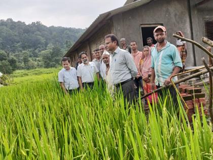 The Principal Secretary of the Agriculture Department indulged in agriculture inspected the crops in Shahapur and gave a message to the farmers | कृषी खात्याचे प्रधान सचिव रमले शेतीत, शहापूरमध्ये पिकांची पाहणी करून शेतकऱ्यांना दिला कानमंत्र