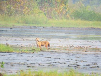 Sighting of rare Golden Jackal in Uran | उरणमध्ये दुर्मिळ गोल्डन जॅकलचे दर्शन 