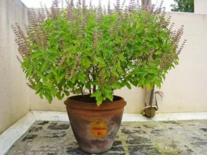 Tulasi Vivah 2022: If you want Tulsi to bloom beautifully for your Tulsi wedding, follow these tips from now! | Tulasi Vivah 2022: तुळशी लग्नासाठी तुळशीला छान बहर यावा असं वाटत असेल तर आतापासून या टिप्स फॉलो करा!