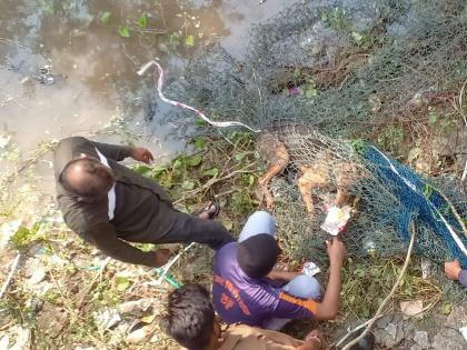 A stray dog that fell into a 20 feet deep pit in Thane was rescued safely | ठाण्यात २० फूट खोल खड्ड्यामध्ये पडलेल्या भटक्या श्वानाची सुखरुप सुटका