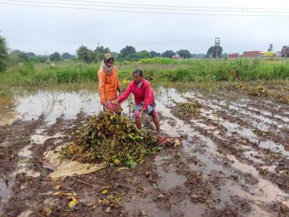 Due to insurance companies farmers facing struggle to getting compensation Out of 37 lakh affected only 3 lakh farmers have been compensated | विमा कंपन्यांमुळे बळीराजा वाऱ्यावर, भरपाईत अडवणूक! ३७ लाख बाधितांपैकी केवळ ३ लाख शेतकऱ्यांना दिली भरपाई