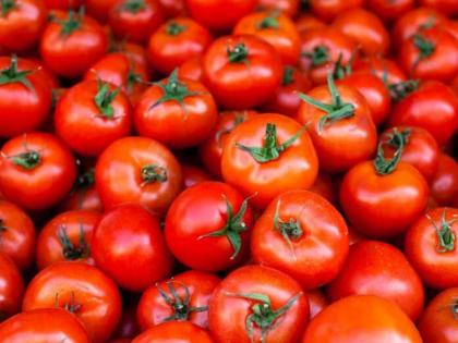 tomatoes not poisonous its very useful read it here | टोमॅटो विषारी? छे! कुणी सांगितलं?...तो तर कामोत्तेजक!! वाचा...