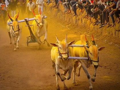 bullock cart race will start again animal welfare boar of india supreme court | Bullock Cart Race: बैलगाडा शर्यतीतला अडथळा दूर, पहिल्याच सुनावणीत अ‍ॅनिमल बोर्डानं दिले संकेत 