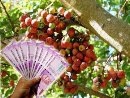 Astrology Tips: If you want financial growth, start circumambulating the Umbar tree, read in detail! | Astrology Tips: आर्थिक वृद्धी हवी असेल तर उंबराच्या झाडाला प्रदक्षिणा सुरु करा, सविस्तर वाचा!