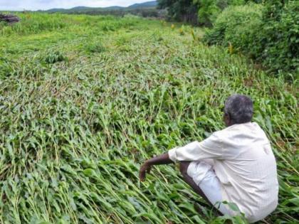 37 percent of the country's farmer suicides in Maharashtra, about a thousand suicides in Vidarbha in 2022 | देशातील ३७ टक्के शेतकरी आत्महत्या महाराष्ट्रात, विदर्भात २०२२ मध्ये सुमारे हजार आत्महत्या