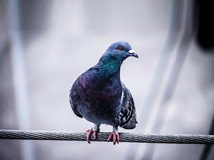 pigeon carrying meth filled backpack caught at canadian prison | कबुतर जा..जा! तुरुंगात कबुतराच्या माध्यमातून पोहोचवले जात होते ड्रग्ज, पंखांमध्ये दडलं होतं रहस्य