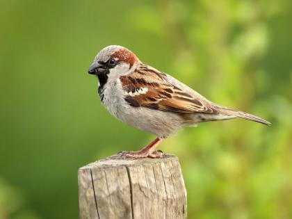 If you are wise, do not trust your own shadow; read story of sparrow! | समजूतदार असाल तर स्वतःच्या सावलीवरही ठेवू नका विश्वास; चिमणीने राजाला अद्दल घडवली तिची गोष्ट!