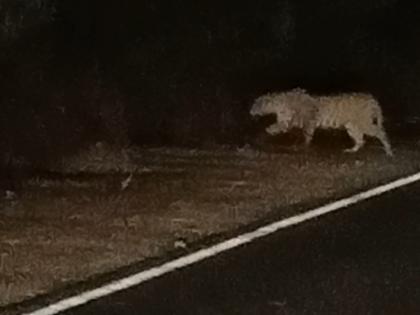 The way was blocked by a waghoba in the middle of the night. | मध्यरात्री वाघोबाने अडविली वाट, सप्तश्रृंगी गडावर दर्शनासाठी जाणाऱ्या भाविकांनी अनुभवला थरार