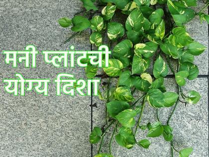 Vastu tips: Placing money plant in right direction of house has given good experience to many, you too can make this change! | Vastu tips: मनी प्लांट घराच्या योग्य दिशेला लावल्याने अनेकांना चांगले अनुभव आले, तुम्ही पण 'हा' बदल करा!