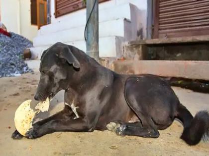 Astrology Tips: Feed roti or bread to a Black Dog Daily According to Astrology and Get Many Benefits! | Astrology Tips: ज्योतिषशास्त्रानुसार रोज काळ्या कुत्र्याला पोळी खाऊ घाला आणि अनेक लाभ मिळवा!