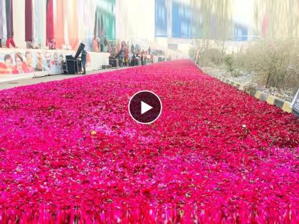 rose petals thick layer carpeted for two km to welcome priyanka gandhi in front of raipur airport | प्रियांका गांधींच्या स्वागतासाठी रस्त्यावर 2 Km पर्यंत गुलाबाच्या पाकळ्यांचा खच, तब्बल ६ हजार किलो फुलांचा वापर; पाहा Video