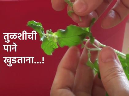 Tulasi Plant Tips: Keep these rules in mind while plucking Tulsi leaves and get blessings from Goddess Lakshmi! | Tulasi Plant Tips: तुळशीची पाने खुडताना 'हे' नियम लक्षात ठेवा, सोबतच लक्ष्मी मातेचा वरदहस्त मिळवा!