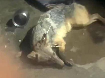 Injured fox entered the house! | जखमी कोल्हा घरात शिरला!