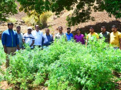 Police seized 4790 plants of ganja planted in the field | शेतात लावलेली गांजाची ४,७९० झाडे पोलिसांनी केली जप्त