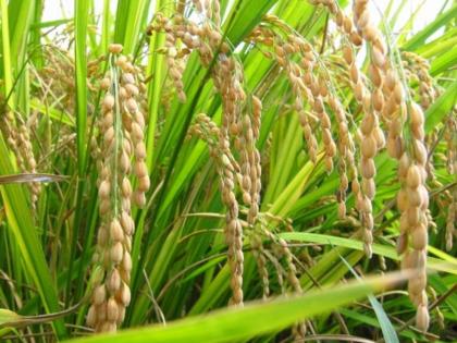 Taste of Maharashtra rice to seven states 55 to 60 quintal yield per hectare | महाराष्ट्राच्या भाताची सात राज्यांना गोडी; हेक्टरी ५५ ते ६० क्विंटल एवढे उत्पन्न