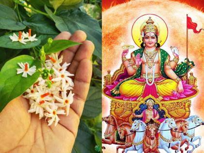 Why are the gentle flowers of Prajakta angry with the sun god? Find out from 'this' story! | प्राजक्ताच्या सुकोमल फुलांचा सूर्यदेवावर रोष का? 'या' आख्यायिकेतून जाणून घ्या!