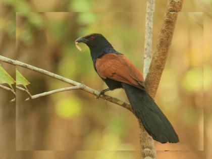 Why is the appearance of Bhardwaj bird considered as an auspicious omen? The answer lies in the story of Krishna; Find out! | भारद्वाज पक्ष्याचे दिसणे का समजला जातो शुभ शकुन? कृष्णकथेत आहे उत्तर; जाणून घ्या!