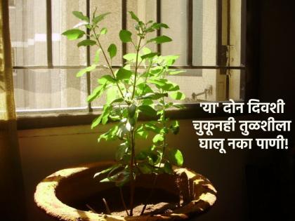 Tulasi Plant Tips: 'These' two days are considered not for watering Tulsi, know which ones! | Tulasi Plant Tips: 'हे' दोन दिवस तुळशीला पाणी घालण्यासाठी निषिद्ध मानले गेले आहेत, कोणते ते जाणून घ्या!