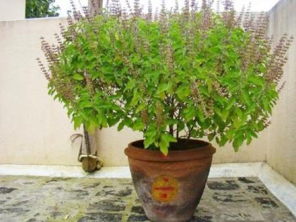 Tulsi Vastu Tips: तुळशीचे रोप देते आगामी शुभ अशुभ घटनांचे संकेत; कसे ते जाणून घ्या!
