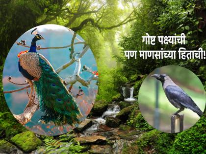 The crow is jealous of the peacock and the peacock of the crow; This is the essence of human life! | कावळ्याला मोराचा हेवा वाटतो आणि मोराला कावळ्याचा; या गोष्टीत दडले आहे मनुष्य जीवनाचे सार!