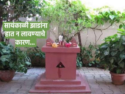 Tulasi Plant: Why not touch any plant except Tulasi in the evening? Learn the scientific reason! | Tulasi Plant: संध्याकाळी तुळस वगळता अन्य कोणत्याही झाडाला स्पर्श का करू नये? जाणून घ्या शास्त्रीय कारण!