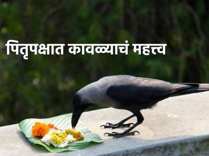 Pitru Paksha 2023: In Pitru Paksha, we can not lunch without offering to the crow; Let's find out its importance! | Pitru Paksha 2023: पितृपक्षात कावळ्याला नैवेद्य दिल्याशिवाय आपले 'पान' हलत नाही; त्याचे महत्त्व जाणून घेऊया!