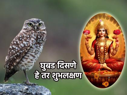 Navratri Mahotsva 2023: Perhaps 'these' qualities are why Goddess Lakshmi chose the owl as her vehicle! | Navratri Mahotsva 2023: कदाचित 'या' गुणांमुळेच देवी लक्ष्मीने घुबडाला आपले वाहन म्हणून निवडले असावे!