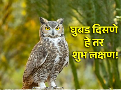 Shakambhari Navaratri 2024: Seeing Lakshmi's vehicle owl during Navratri is an auspicious sign; Read more! | Shakambhari Navaratri 2024: नवरात्रीच्या काळात लक्ष्मीचे वाहन घुबड दिसणे, हे तर शुभ लक्षण; अधिक वाचा!