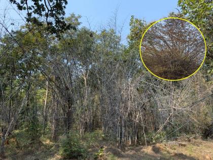 after 40 years bamboo came to flower in chandrapur district eco pro submitted a statement to the administration | ४० वर्षांनंतर चंद्रपूर जिल्ह्यातील बांबूला आला फुलोरा; इको-प्रोने दिले प्रशासनाला निवेदन