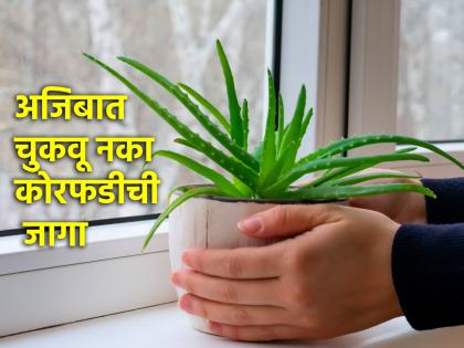 Vastu Shastra: घरात चुकूनही 'या' दिशेला ठेवू नका कोरफडीचे रोप; होतात अशुभ परिणाम!