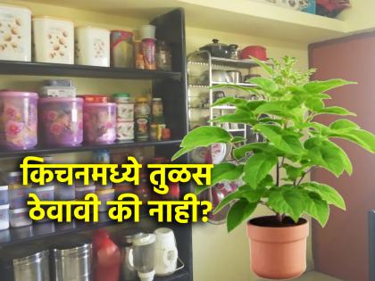 Vastu Shastra: तुमच्या किचन विंडोमध्ये तुळस लावलीय का? ताबडतोब वास्तुनियम वाचा!