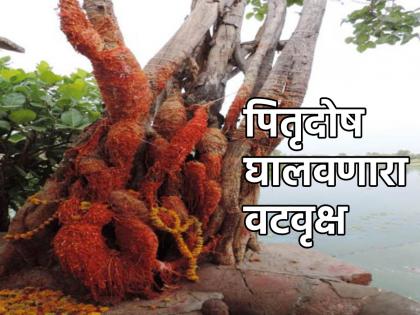 Vat Purnima 2024: Worshiping the banyan tree not only brings good luck but also cures impurity; See how! | Vat Purnima 2024: वटवृक्षाच्या पूजेने केवळ सौभाग्यप्राप्ती नाही तर पितृदोषाचेही निवारण होते; कसे ते पहा!