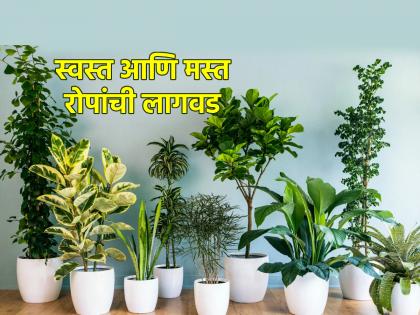 Vastu Shastra: घरसजावटीला महागडी रोपं कशाला? 'ही' आठ रोपं तुमचे पैसे वाचवतील आणि घर सुशोभित करतील!