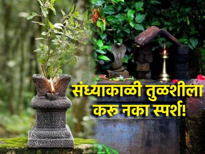 Rituals: In the evening a lamp should be lit near the Tulsi, but not touching the Tulsi; Read why! | Rituals: सायंकाळी तुळशी जवळ दिवा लावावा, पण तुळशीला स्पर्श करू नये; वाचा कारण!