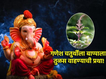 Ganesh Chaturthi 2024: On Bhadrapada Chaturthi, Bappa is not pleased with durva, but basil; Because... | Ganesh Chaturthi 2024: भाद्रपद चतुर्थीच्या दिवशी बाप्पाला दूर्वा नाही तर चक्क तुळस वाहतात; कारण...