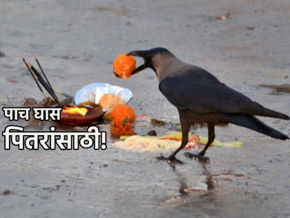 Pitru Paksha 2024: Keep aside five bites before meals to avoid Pitru Dosh! | Pitru Paksha 2024: पितृदोष टाळण्यासाठी जेवणाआधी 'यांच्या' नावे काढून ठेवा पाच घास!