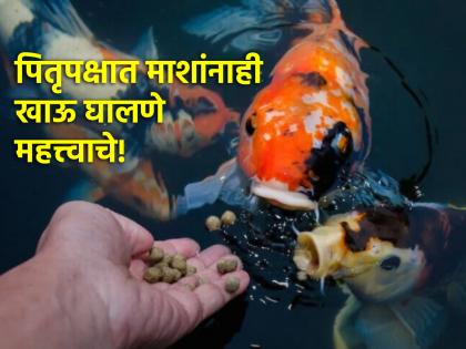 Pitru Paksha 2024: Pitru Paksha gets rid of Pitru Dosh by eating crows as well as fish! | Pitru Paksha 2024: पितृपक्षात कावळ्यांबरोबरच माशांनाही खाऊ घातल्याने दूर होतो पितृदोष!