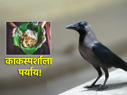 Pitru Paksha 2024: Don't starve because the crow didn't touch the food, use what the scriptures give! | Pitru Paksha 2024: कावळ्याने नैवेद्याला स्पर्श केला नाही म्हणून उपाशी राहू नका, शास्त्राने दिलेला पर्याय वापरा!