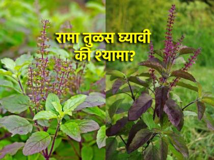 Tulasi Vivah 2024: Should you choose 'Rama' or 'Shyama' Tulsi when planting a new Tulsi plant? Find out! | Tulasi Vivah 2024: तुळशीचे नवीन रोप आणणार असाल तर 'रामा' की 'श्यामा' तुळस निवडायची? जाणून घ्या!