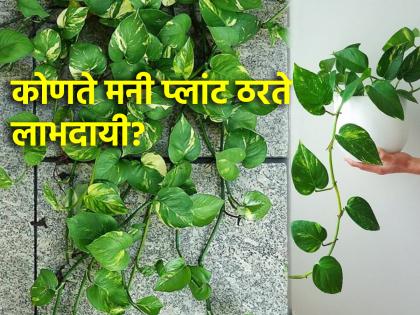 Vastu Tips: Is a money plant received as a gift or stolen beneficial? Know the truth! | Vastu Tips: भेटीत मिळालेले किंवा चोरून आणलेले मनी प्लांटच लाभदायी ठरते का? जाणून घ्या सत्य! Vastu Tips: Is a money plant received as a gift or stolen beneficial? Know the truth! | Vastu Tips: भेटीत मिळालेले किंवा चोरून आणलेले मनी प्लांटच लाभदायी ठरते का? जाणून घ्या सत्य!