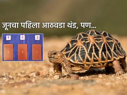 Tarot Card: Make a little progress every day, even if it's at the speed of a turtle; Tarot prediction for the first week of June! | Tarot Card: कासवाच्या गतीने का होईना, रोज थोडी प्रगती करा; जूनच्या पहिल्या आठवड्याचे टॅरो भविष्य! Tarot Card: Make a little progress every day, even if it's at the speed of a turtle; Tarot prediction for the first week of June! | Tarot Card: कासवाच्या गतीने का होईना, रोज थोडी प्रगती करा; जूनच्या पहिल्या आठवड्याचे टॅरो भविष्य!