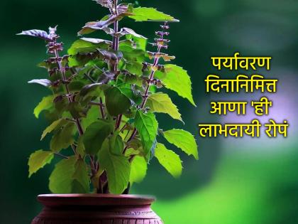 Vastu Shastra: घराचे करा नंदनवन; जागतिक पर्यावरण दिनानिमित्ताने आणा 'ही' लाभदायी रोपं!