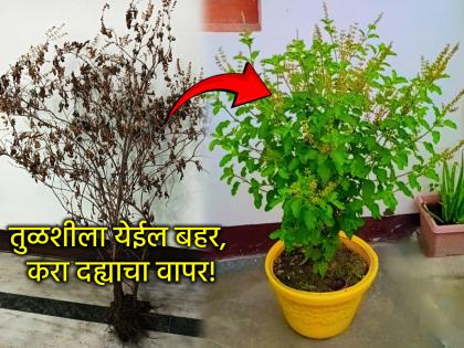 Tulasi Tips: कोमेजलेल्या तुळशीला येईल बहर, जेव्हा चमचाभर दह्याचा 'असा' कराल वापर!