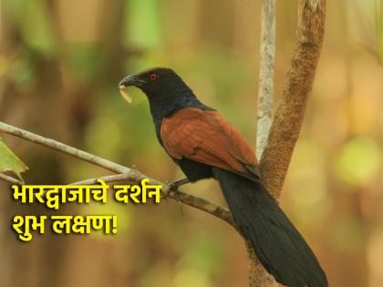 Lucky Sign: It is rare to see the Bharadwaj bird, but its sighting is considered auspicious; because... | Lucky Sign: भारद्वाज पक्ष्याचे दर्शन होणे दुर्मिळ, पण तो दिसणे मानले जाते शुभ; कारण...